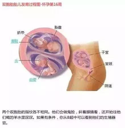 雙胞胎在媽媽肚子里時原來是這樣的 看完圖全懂了