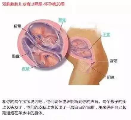 雙胞胎在媽媽肚子里時原來是這樣的 看完圖全懂了