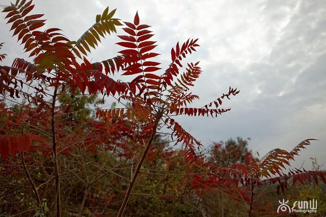 它花紅葉也紅，似火卻防火，因繁殖能力超強引爭議！