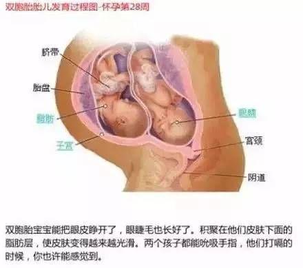 雙胞胎在媽媽肚子里時原來是這樣的 看完圖全懂了