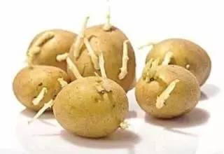 吃了發芽的土豆真的會中毒嗎？真的就不能吃了嗎？