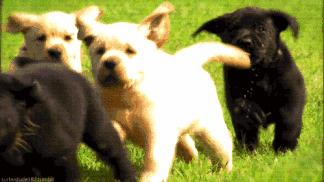 如果汪星人在你的屋檐下躲雨，請給它們多點愛吧