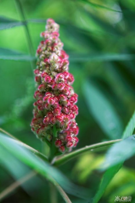 它花紅葉也紅，似火卻防火，因繁殖能力超強引爭議！
