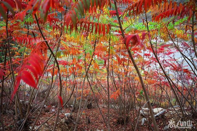 它花紅葉也紅，似火卻防火，因繁殖能力超強引爭議！