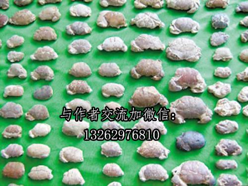 海邊玩耍撿石頭，小孩眼亮撿到寶！螃蟹化石你見過嗎