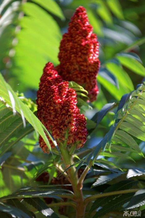 它花紅葉也紅，似火卻防火，因繁殖能力超強引爭議！