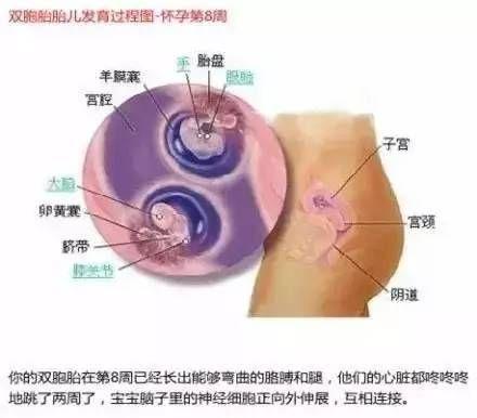 雙胞胎在媽媽肚子里時原來是這樣的 看完圖全懂了