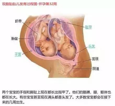 雙胞胎在媽媽肚子里時原來是這樣的 看完圖全懂了