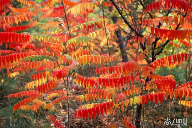 它花紅葉也紅，似火卻防火，因繁殖能力超強引爭議！