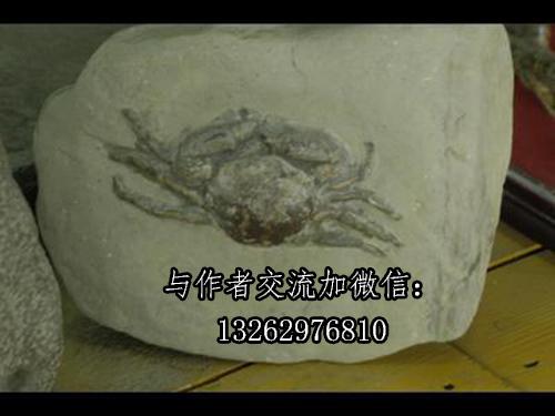 海邊玩耍撿石頭，小孩眼亮撿到寶！螃蟹化石你見過嗎