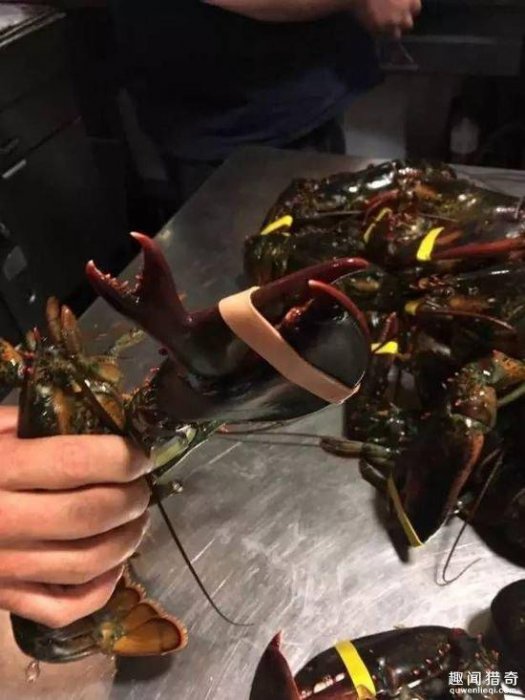 神奇的造物主！買到這些運氣也是沒誰sei了！