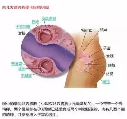 雙胞胎在媽媽肚子里時原來是這樣的 看完圖全懂了
