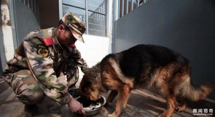 平常乖巧的警犬突然「死咬訓練員背包不放」，但知道原因後大家都難過到不忍心阻止了...