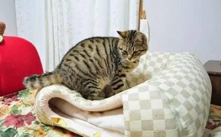 忍不住對比了一下，柴犬和哈士奇的差別待遇啊！