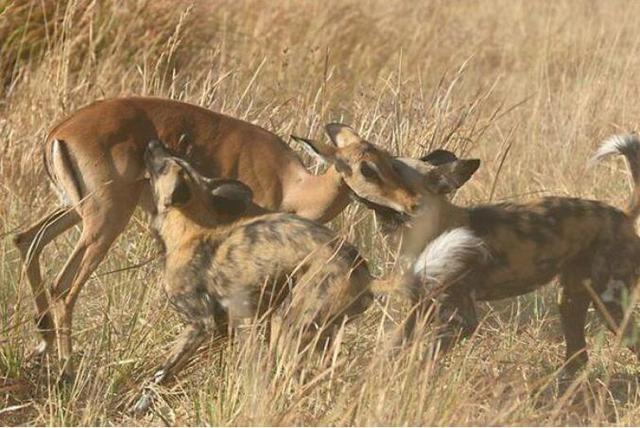 年幼無知的黑斑羚在面對野狗群廝殺的時候坐以待斃,遊客只能默哀