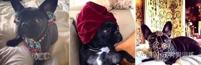 告訴我，是不是女生養了寵物都會變這樣