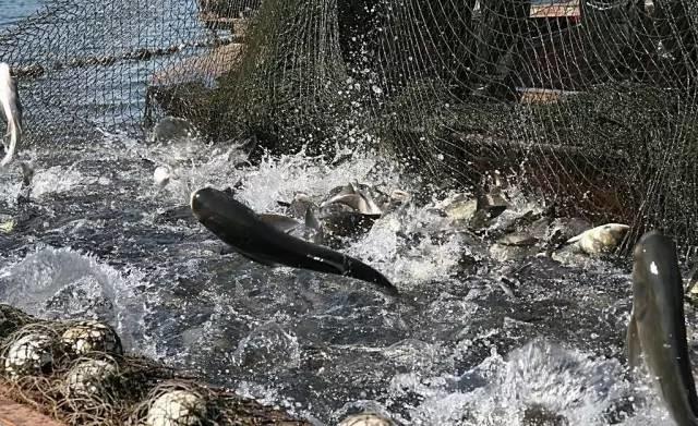 一老闆挖個魚塘，讓用戶免費釣魚，結果大家都驚呆了……