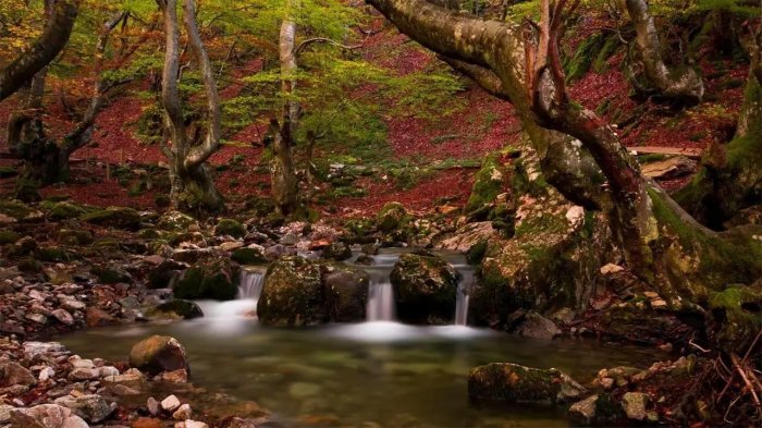 最美板鴨之秋-10個適合秋天休閑徒步的森林公園