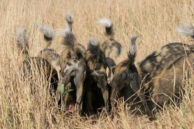 年幼無知的黑斑羚在面對野狗群廝殺的時候坐以待斃,遊客只能默哀