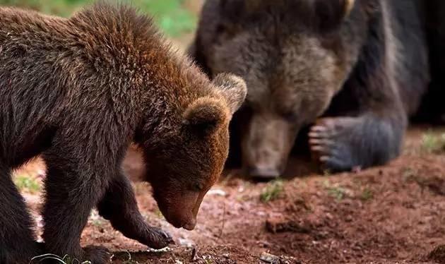 最美板鴨之秋-10個適合秋天休閑徒步的森林公園