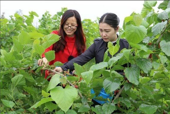 去農村摘了這些長得像毛毛蟲的果子，城裡人都喜歡吃