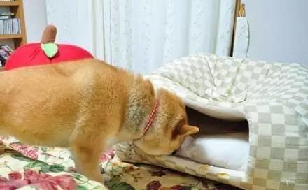 忍不住對比了一下，柴犬和哈士奇的差別待遇啊！