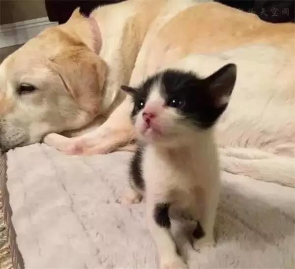 狗狗兩次跳進湍急的洪水中，竟然是為了這幾個小傢伙