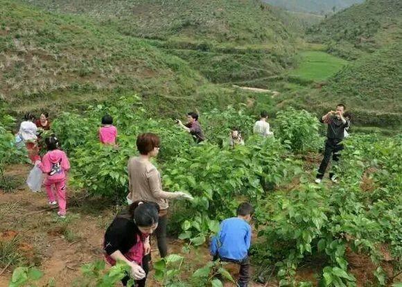 去農村摘了這些長得像毛毛蟲的果子，城裡人都喜歡吃