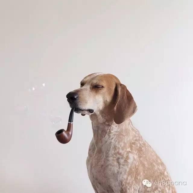 狗狗和攝影師在一起，結果當然是被玩兒壞了