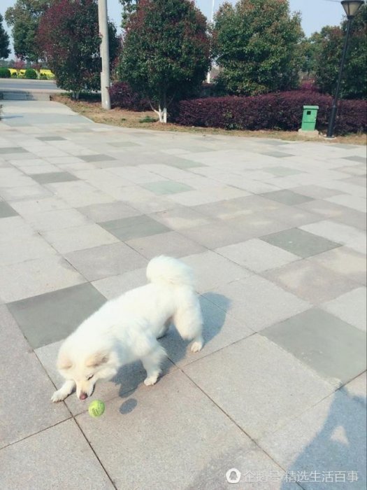 狗狗都一個禮拜沒吃飯了，要成仙嗎？