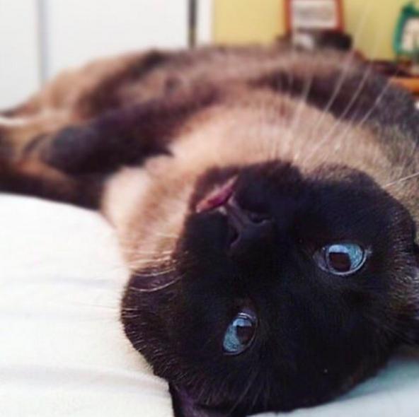 貓和蜥蜴也能混在一起養？兩隻被拋棄的寵物安撫彼此