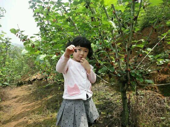 去農村摘了這些長得像毛毛蟲的果子，城裡人都喜歡吃