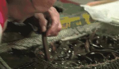 她傾國傾城，拒做蔣介石兒媳，卻征服了全世界！