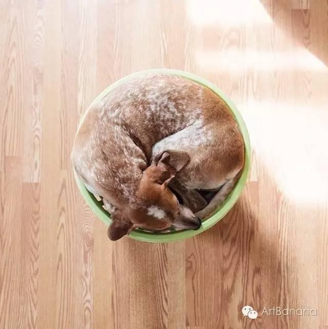 狗狗和攝影師在一起，結果當然是被玩兒壞了