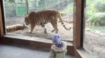 這頭帥氣老虎覺得會發生很帥的事情，沒想到意外發生