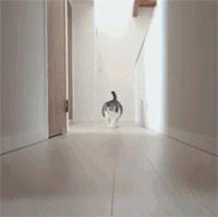 剛看這隻喵的時候覺得是美男子，但一看它的身材