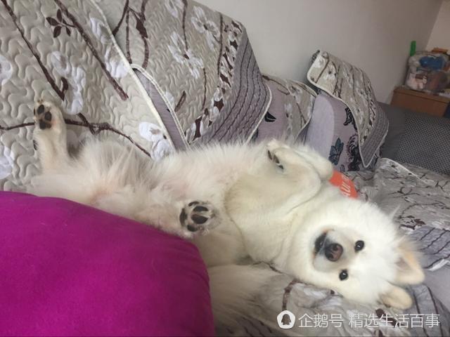 狗狗都一個禮拜沒吃飯了，要成仙嗎？