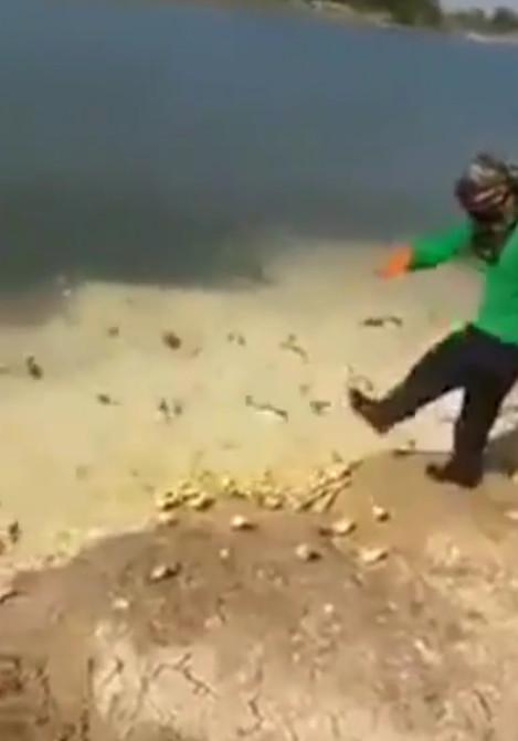 男子把剛孵出來的小雞，倒入池塘餵養怪物！