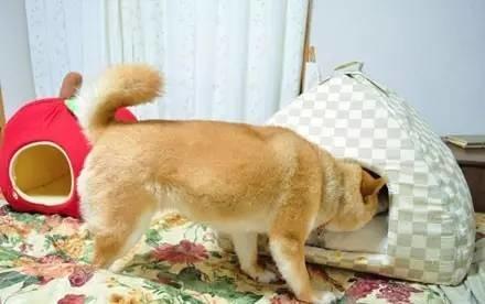 忍不住對比了一下，柴犬和哈士奇的差別待遇啊！