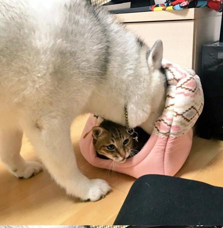 忍不住對比了一下，柴犬和哈士奇的差別待遇啊！