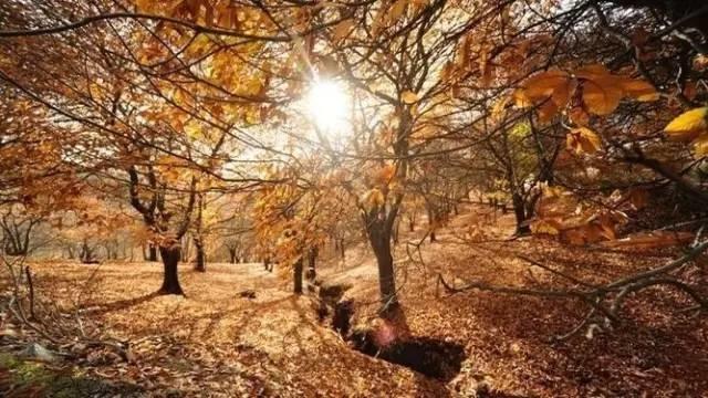 最美板鴨之秋-10個適合秋天休閑徒步的森林公園