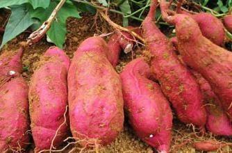 這樣的紅薯吃了會中毒，以後別吃了，要記住喲