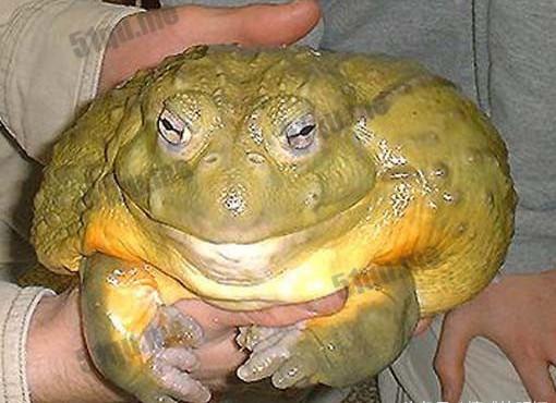 非洲大青蛙，成年後一隻6斤重，體長几十厘米