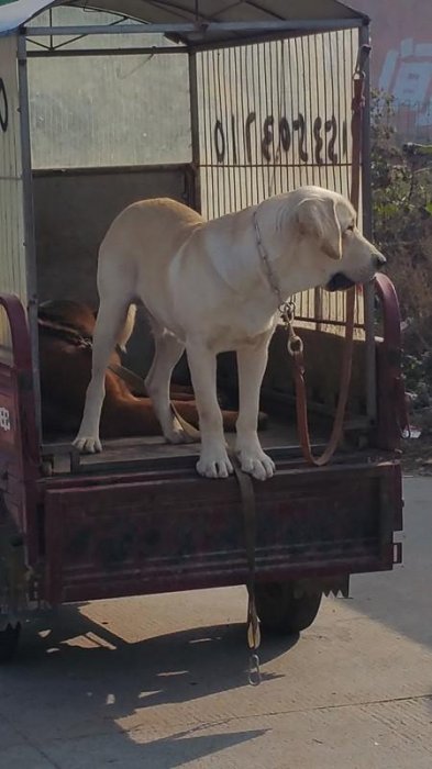 實拍膠東農村狗市，拉布拉多、泰迪、京巴應有盡有