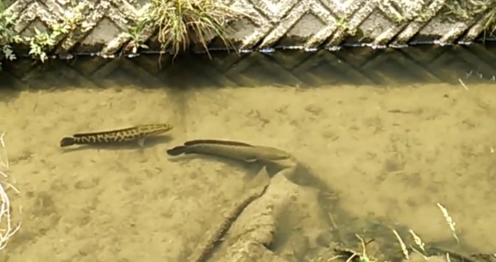 2條野生大黑魚,遭遇鯉魚群,結局太搞笑了!
