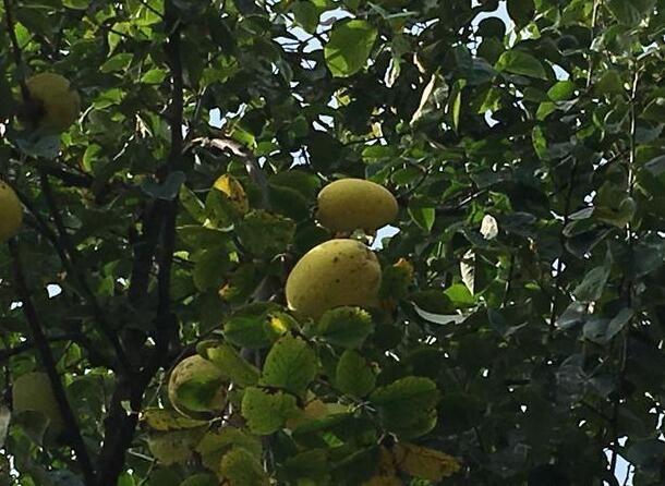 郊外遊玩發現一果樹,果子很像芒果,咬一口笑哭了