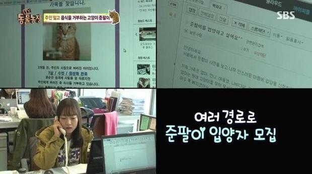 韓國綜藝展示出：棄養對於貓咪帶來的傷害！
