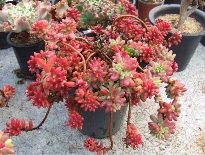 養花：每天認識一種多肉植物-虹之玉，小巧萌萌噠！