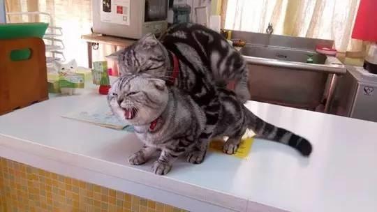 網友分享她家兩貓在做不可描述的事，其他網友就