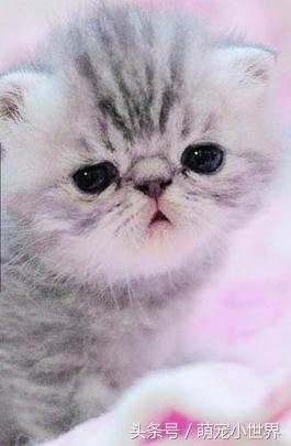 同學家的貓生病了可憐，直到看到病床上的它瞬間笑噴